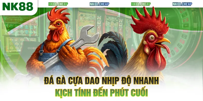Đá gà cựa dao